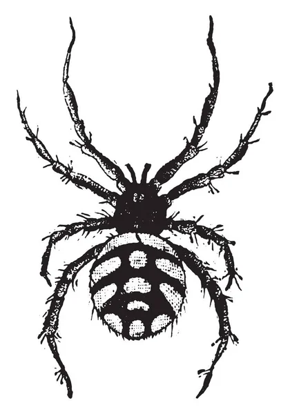 Theridion Malmignatte Alte Gravierte Illustration Naturgeschichte Der Tiere 1880 — Stockvektor