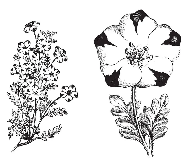 Nemophila Maculata 시즌에 보라색 빈티지 그림의 — 스톡 벡터