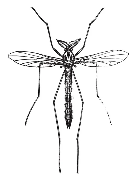 Midge Est Une Espèce Fréquente Endroits Marécageux Dessin Ligne Vintage — Image vectorielle