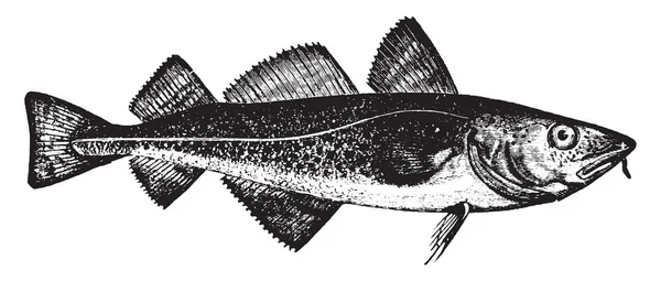 鳕鱼属于家庭鳕鱼 复古线条画或雕刻插图 — 图库矢量图片