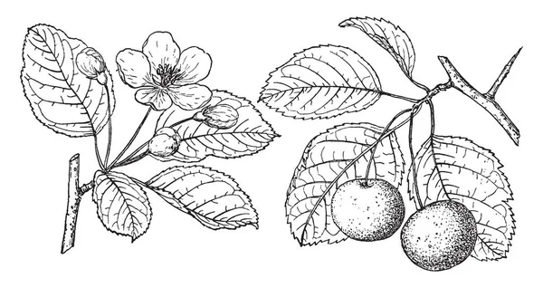 Una Imagen Que Muestra Rama Del Árbol Cangrejo Dulce Que — Archivo Imágenes Vectoriales