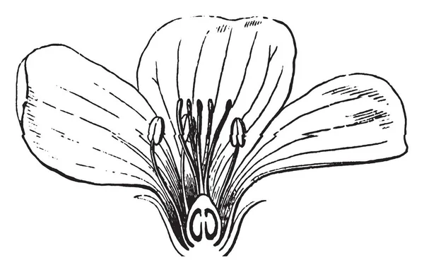 Esta Flor Lino Común Orden Linaceae Cortada Por Mitad Los — Archivo Imágenes Vectoriales