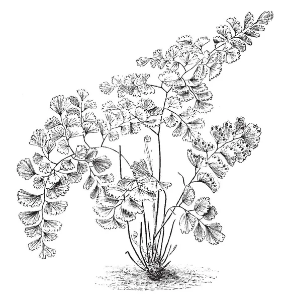 Een Afbeelding Van Adiantum Decorum Varens Adiantum Decorum Commenly Bekend — Stockvector