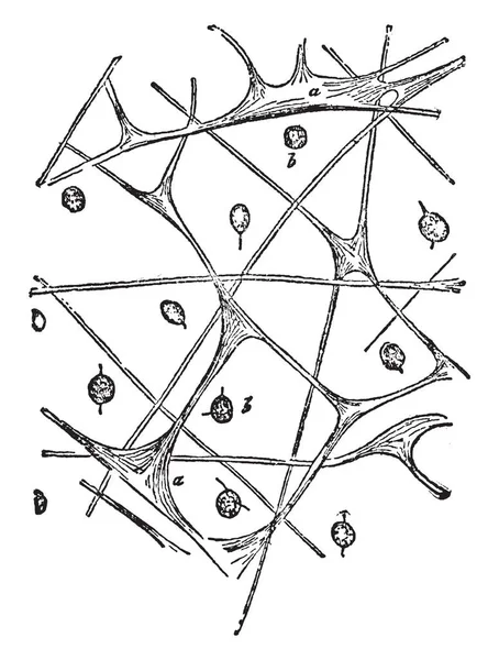 Fibröz Trabekül Vintage Çizim Için Gösterilen Veya Illüstrasyon Oyma Aurelia — Stok Vektör