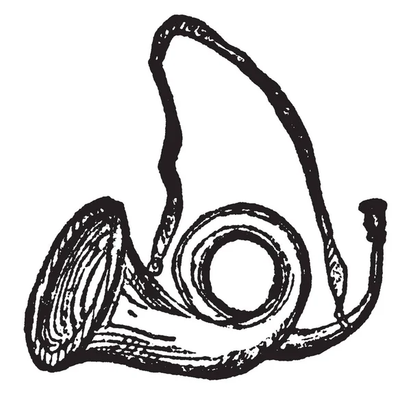 Тип Рогу Круглої Форми Дзвіночком Чашкою Формі Мундштука Основному Використовується — стоковий вектор