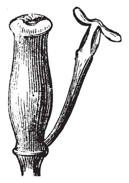 Esta Imagen Muestran Las Partes Pistilo Estambre Planta Berberis Dibujo — Archivo Imágenes Vectoriales