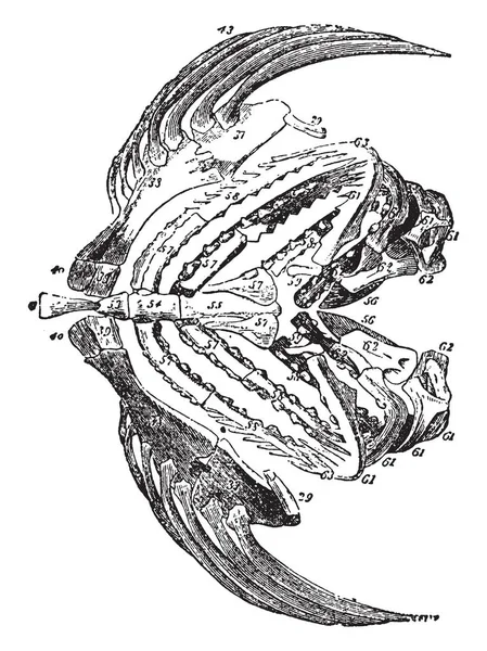 Υοειδούς Οστού Του Πέρκα Εκλεκτής Ποιότητας Γραμμικό Σχέδιο Απεικόνιση Χαρακτική — Διανυσματικό Αρχείο