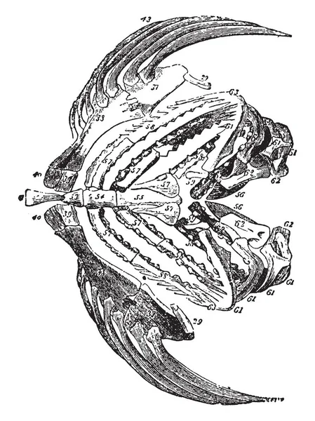 빈티지 그림의 Hyoid — 스톡 벡터