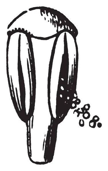 Μια Εικόνα Που Δείχνει Stamen Της Papaw Έχει Pollainsac Γεμίζουν — Διανυσματικό Αρχείο