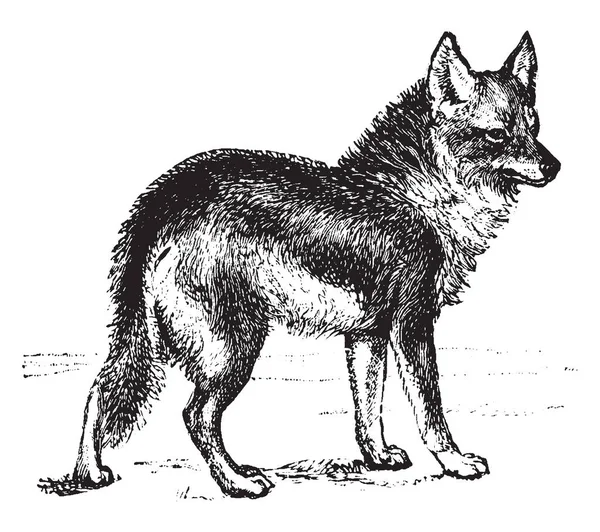 Coyote Canid Nativo América Norte Desenho Linha Vintage Gravura Ilustração — Vetor de Stock