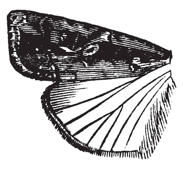 Laphygma bir frugiperda tür, vintage çizgi çizme veya oyma illüstrasyon olduğunu.
