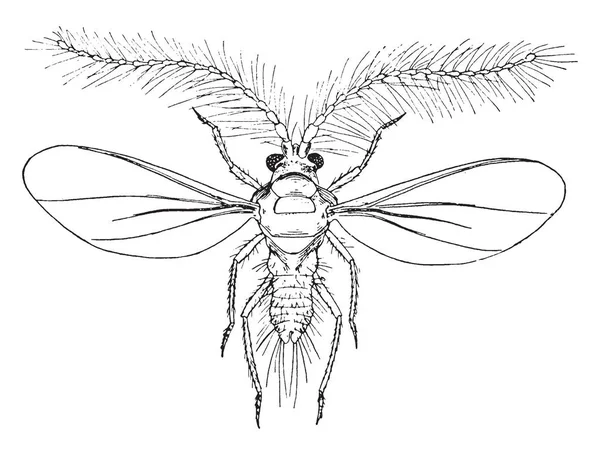 Insecto Cottony Scale Alado Más Notablemente Citrus Pittosporum Dibujo Línea — Vector de stock