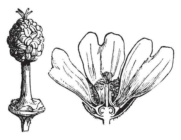 Dieses Bild Zeigt Einen Inneren Teil Der Blume Ist Die — Stockvektor