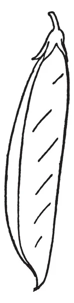 Gambar Ini Menunjukkan Pistil Kacang Polong Ini Adalah Bagian Reproduksi - Stok Vektor