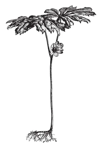 Αυτή Είναι Μια Εικόνα Ενός Φυτού Που Ονομάζεται Podophyllum Peltatum — Διανυσματικό Αρχείο