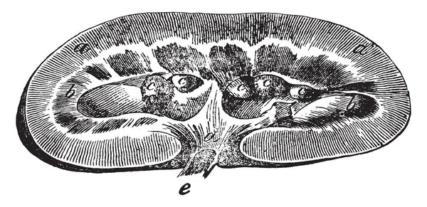 这个插图代表猪的肾脏 复古线条画或雕刻插图 — 图库矢量图片