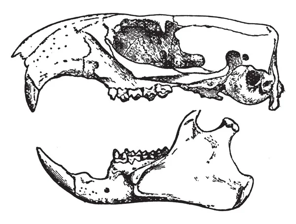 Esta Ilustración Representa Arciomys Monax Dibujo Línea Vintage Ilustración Grabado — Archivo Imágenes Vectoriales