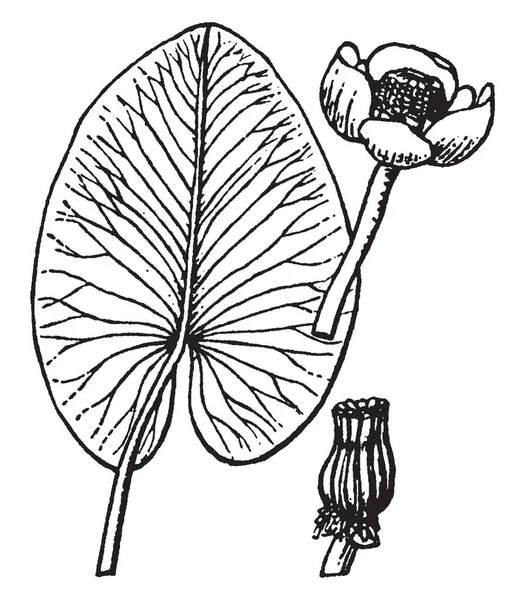 Nuphar Görüntüsüdür Suda Yaşayan Bitki Kökleri Tortu Yüzeyi Vintage Çizgi — Stok Vektör