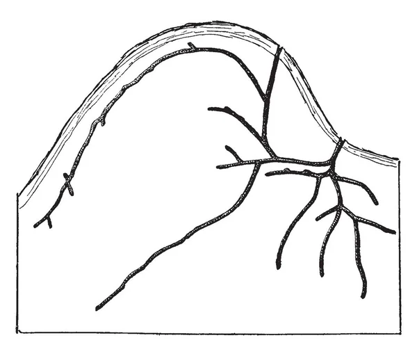 แกลเลอร ของ Xyleborus Pubescens งประกอบด วยแกลเลอร สาขาภาพวาดเส นเทจหร อภาพแกะสล — ภาพเวกเตอร์สต็อก