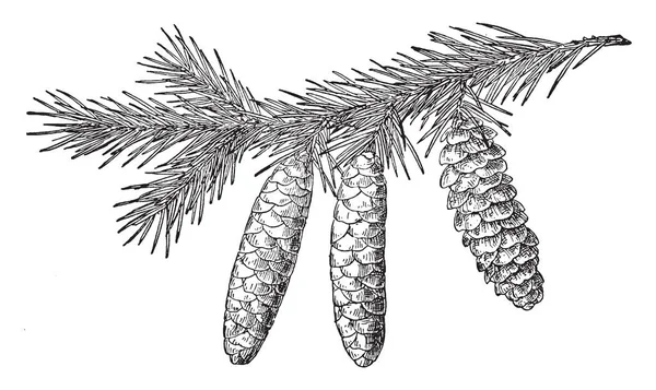 在树枝上的白色云杉松树锥 锥体形状类似于玉米 复古线条画或雕刻插图 — 图库矢量图片