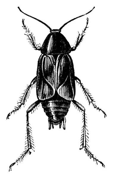 바퀴벌레 빈티지가 새겨진 Vie Dans Nature 1890 — 스톡 벡터