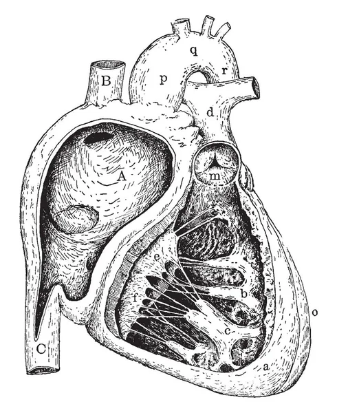 Este Diagrama Representa Lado Derecho Del Corazón Dibujo Línea Vintage — Archivo Imágenes Vectoriales