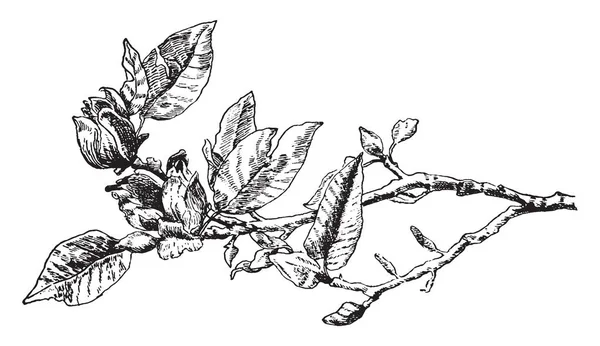 这是一种被称为木兰疣的黄瓜树的开花分支 在这张图片上的两朵花在树上 复古线条画或雕刻插图 — 图库矢量图片