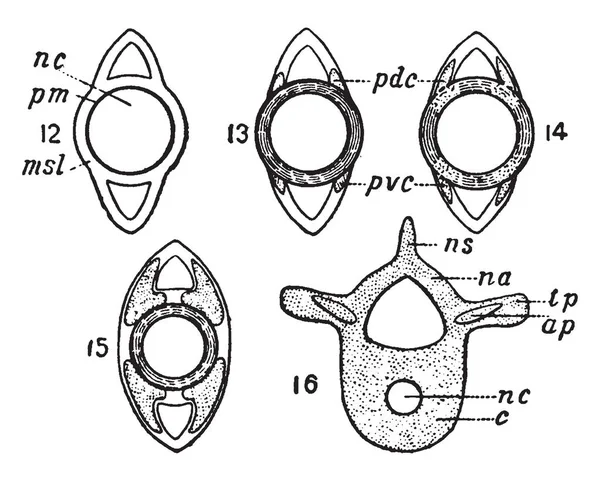 Ontwikkeling Van Chorda Hebben Mesoblastic Skeletogenous Laag Vintage Lijntekening Gravure — Stockvector