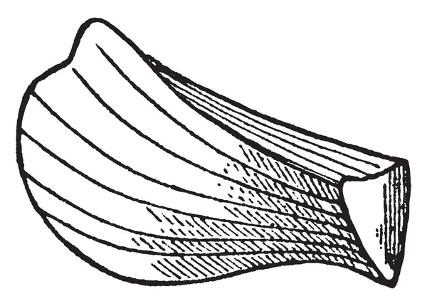 这是一个戟形形状的叶子 叶子的上部很锋利 底部是厚的 复古线条画或雕刻插图 — 图库矢量图片