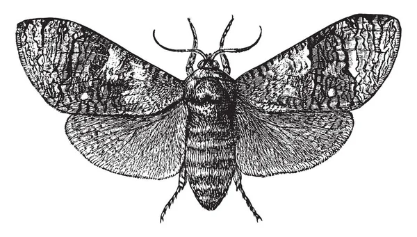 Ziegenmotte Ist Eine Motte Aus Der Familie Der Klatschspinner Vintage — Stockvektor