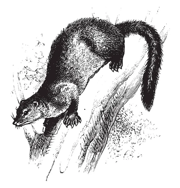 Fisher Marten Fait Partie Famille Des Mustelidae Des Belettes Qui — Image vectorielle