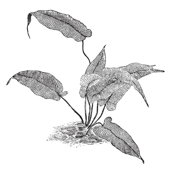 Meniscium 的单纯植物 有针状尖端 锋利的头发线存在于叶子上 复古线条画或雕刻插图 — 图库矢量图片