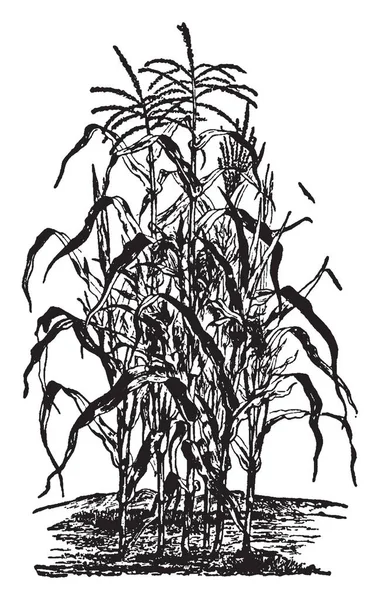 玉米植株是一种大型谷物植物 属于禾本科系列 复古线条画或雕刻插图 — 图库矢量图片