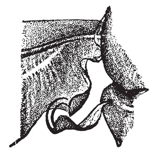 Pamuklu yastık ölçek odunsu süsbitkileri, vintage çizgi çizme veya oyma illüstrasyon bir dizi istila.