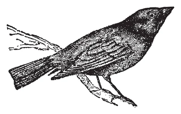 Uccello Mucca Nella Famiglia Starling Disegno Linea Vintage Incisione Illustrazione — Vettoriale Stock