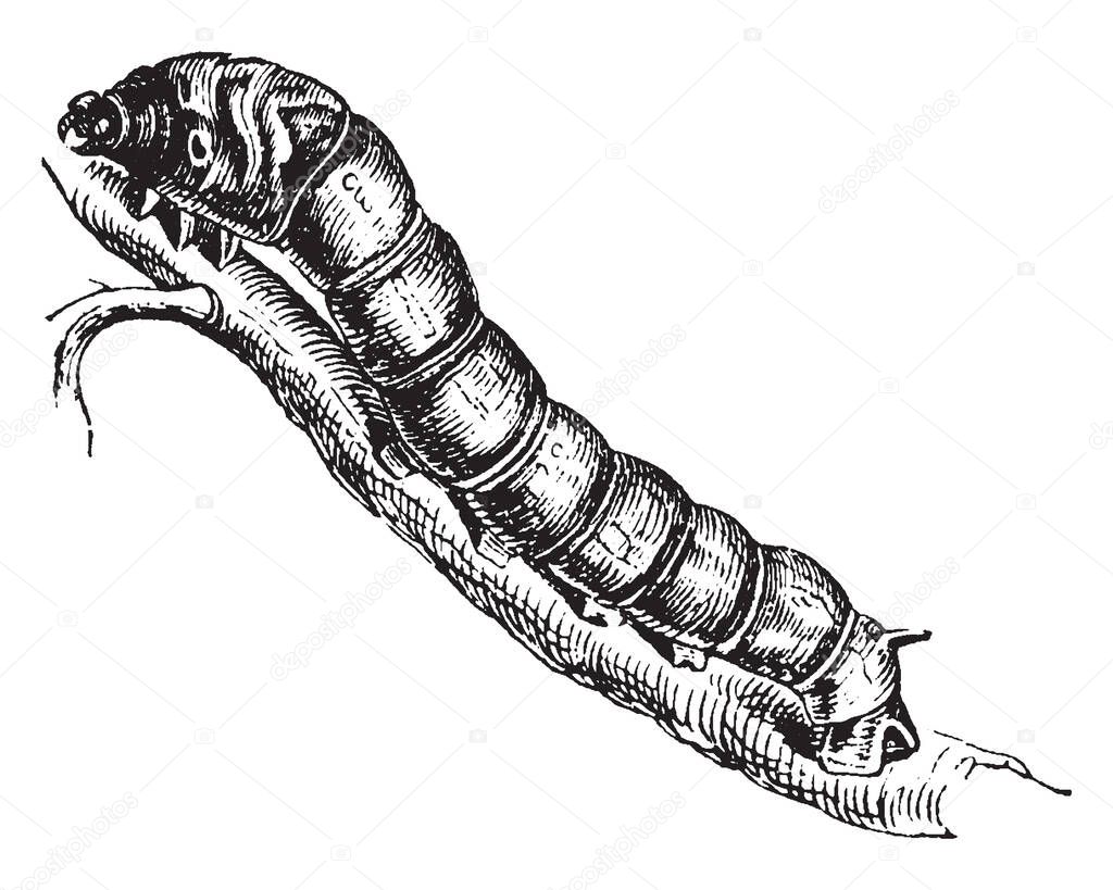 Silkworms are the larvae of moths that spin silken cocoons, vintage line drawing or engraving illustration.