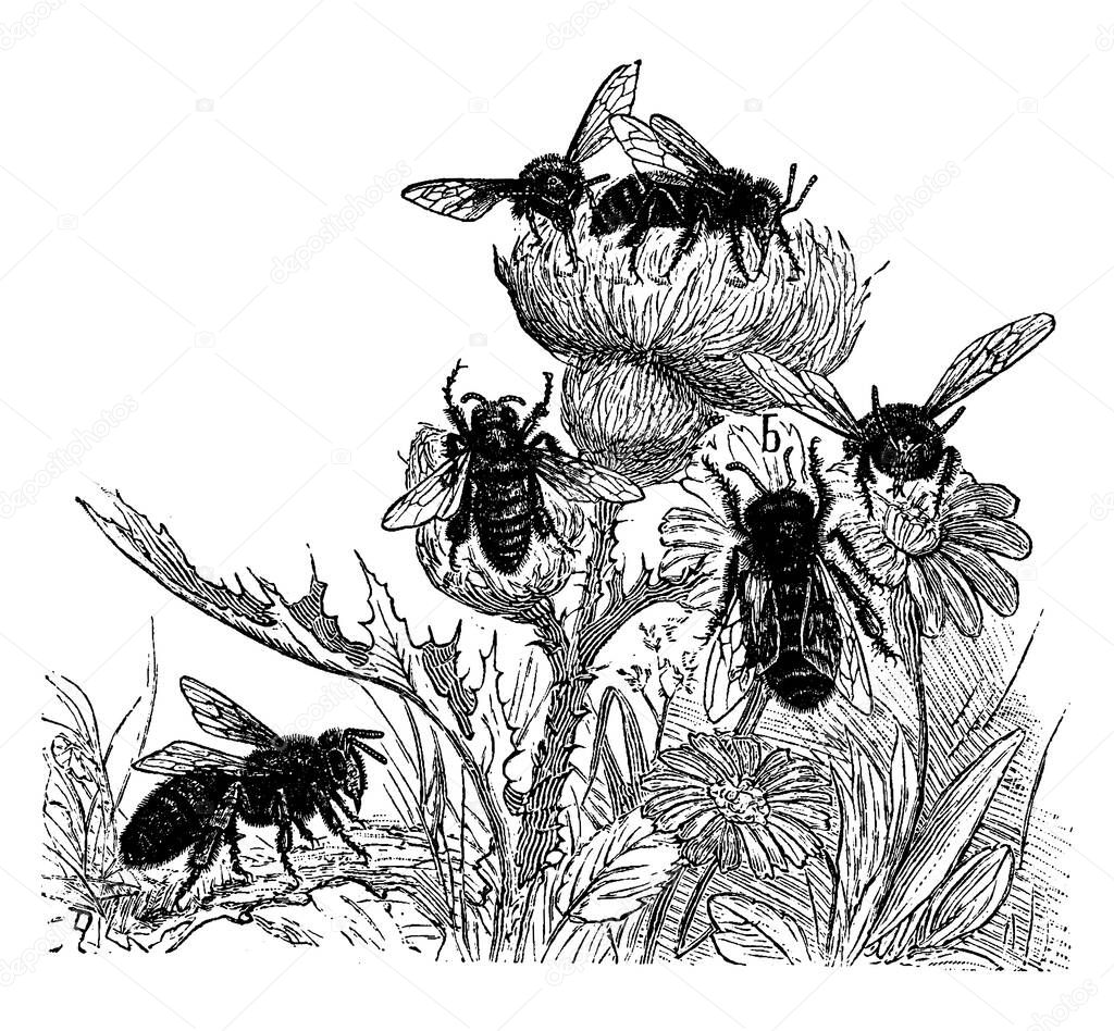 Bees, vintage engraved illustration. La Vie dans la nature, 1890.