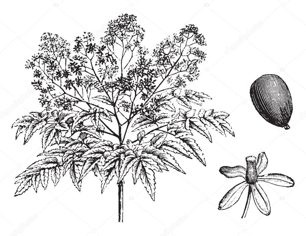 Picture shows that Melia Azedarach Floribunda has many varieties of flowers compared to Melia Azedarach. These flowers are also in smaller size, vintage line drawing or engraving illustration.