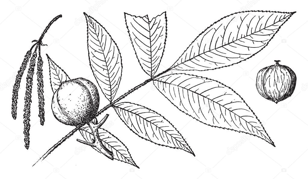 A picture showing branch, flower and fruit of Hicoria Villosa tree, vintage line drawing or engraving illustration.