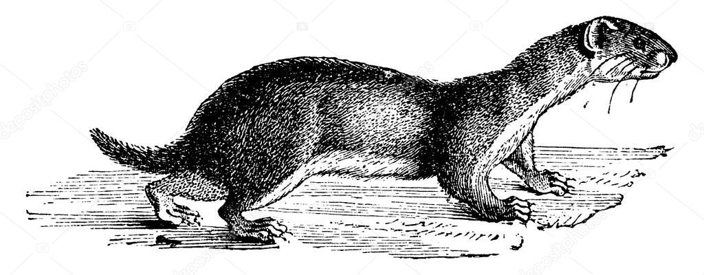 Weasel, vintage engraved illustration. Natural History of Animals, 1880