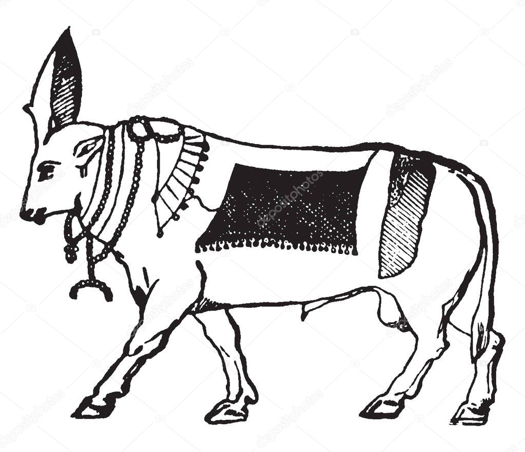 In this image worshipped a bull with divine honours by the ancient Egyptians. They are great divinity of Egypt, vintage line drawing or engraving illustration.