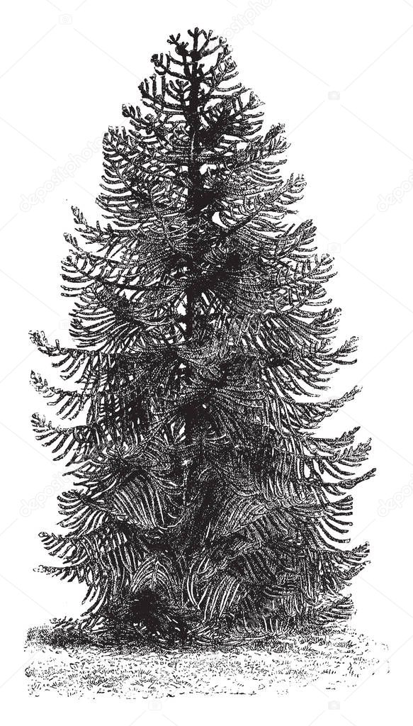 This is the plant of Araucaria Araucana also known as Araucaria imbricate. In common language, this plant is known as the Monkey puzzle. There are small but well rooted plants, vintage line drawing or engraving illustration.