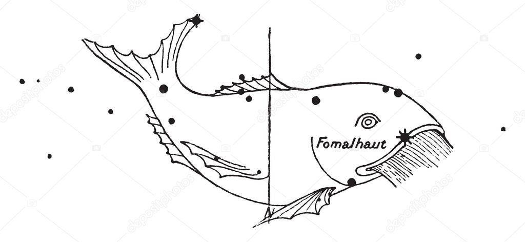 This picture belongs to an old South Star fish, vintage line drawing or engraving illustration.