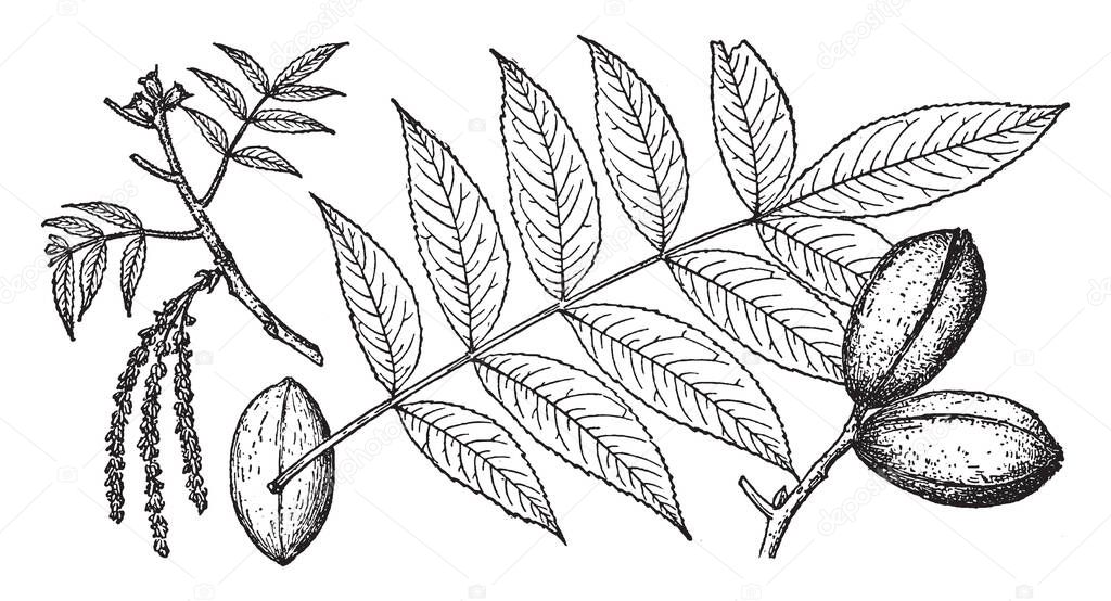 A picture showing branch, flower and pecan nut, vintage line drawing or engraving illustration.