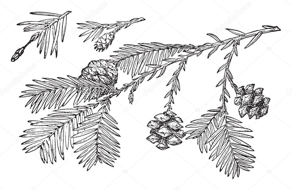 This picture is showing Pine Cone of Redwood tree's branch with leaves & flower this is also known as Sequoia Sempervirens, vintage line drawing or engraving illustration.
