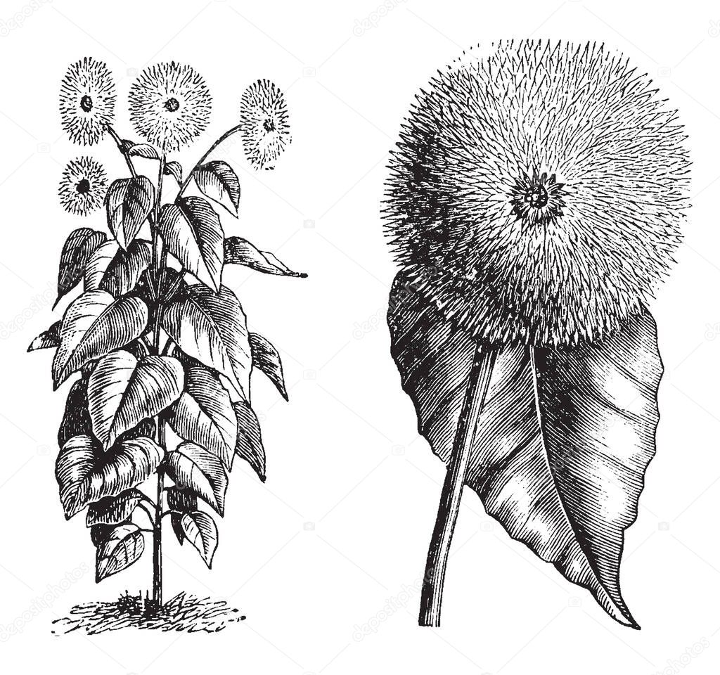 Picture shows the Habit and Detached Single Flower Head of a Sunflower Plant. It is a perennial sunflower variety with a purplish-brown flower center surrounded by bright golden petals, vintage line drawing or engraving illustration.