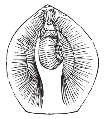 Lamba kabuk pürüzsüz bir dışbükey kabuk ve peduncle, vintage çizgi çizme veya oyma illüstrasyon tarafından bağlı hayvan vardır.
