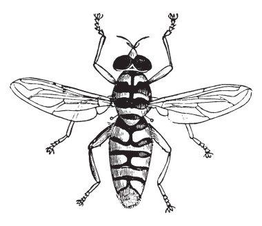 Hoverfly which is often seen hovering or nectaring at flowers, vintage line drawing or engraving illustration. clipart