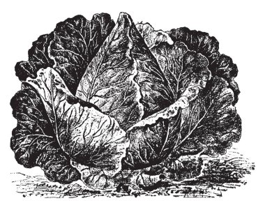 Bu Charleston Wakefield lahana görüntüsüdür. Selefi şeklinde çok benzer ve olgunluk, vintage çizgi çizme veya oyma illüstrasyon ulaşmak için bir hafta daha uzun sürer.