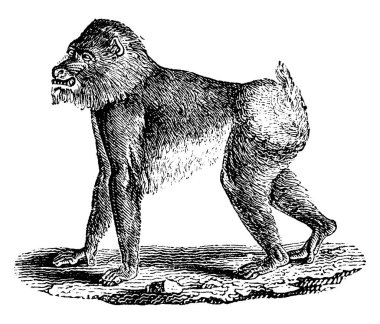 Mandrill'di maymun, vintage illüstrasyon kazınmış. Doğal Tarih hayvanların, 1880